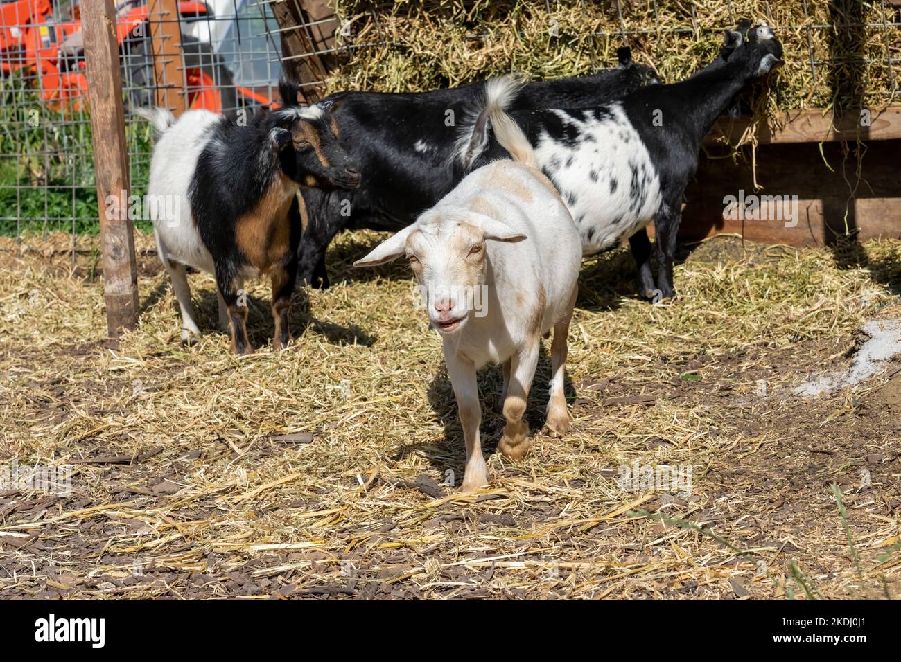 Chimacum, Washington, Stati Uniti. Le capre nigeriane mangiano fieno Foto Stock