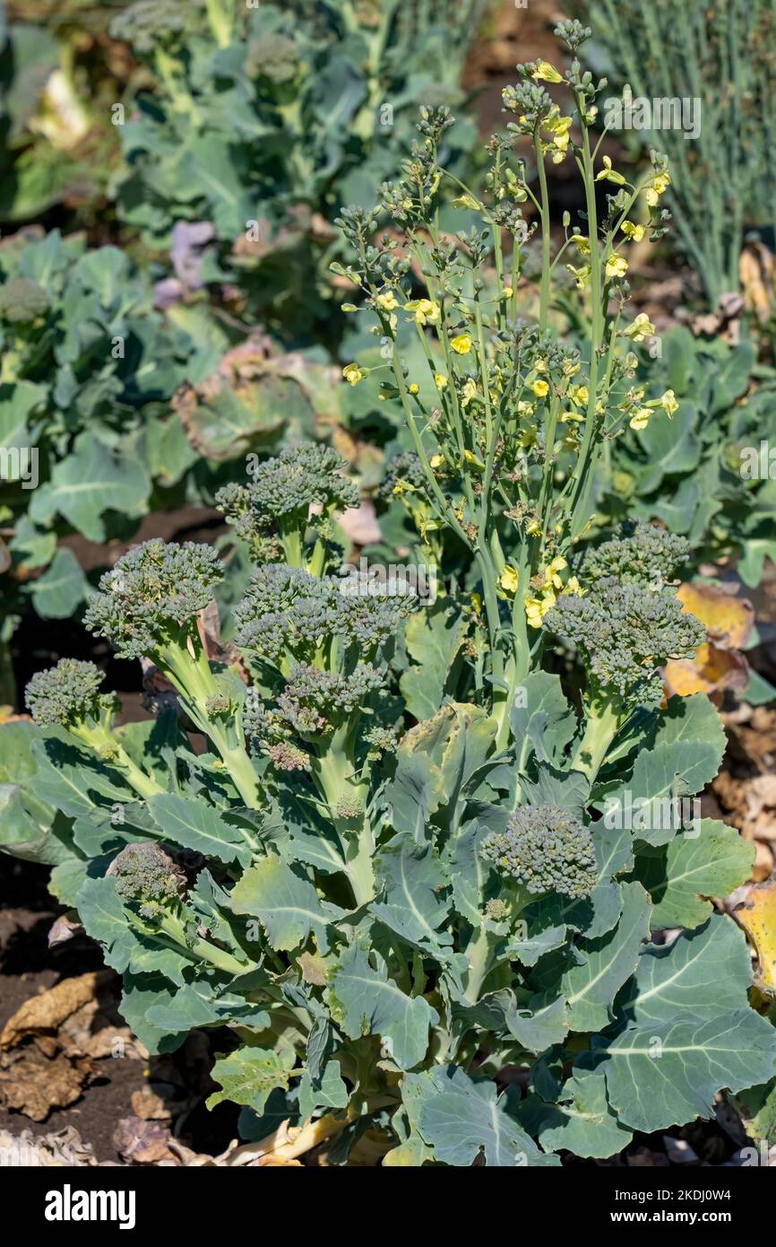 Chimacum, Washington, Stati Uniti. Pianta di broccoli andato a seme Foto Stock
