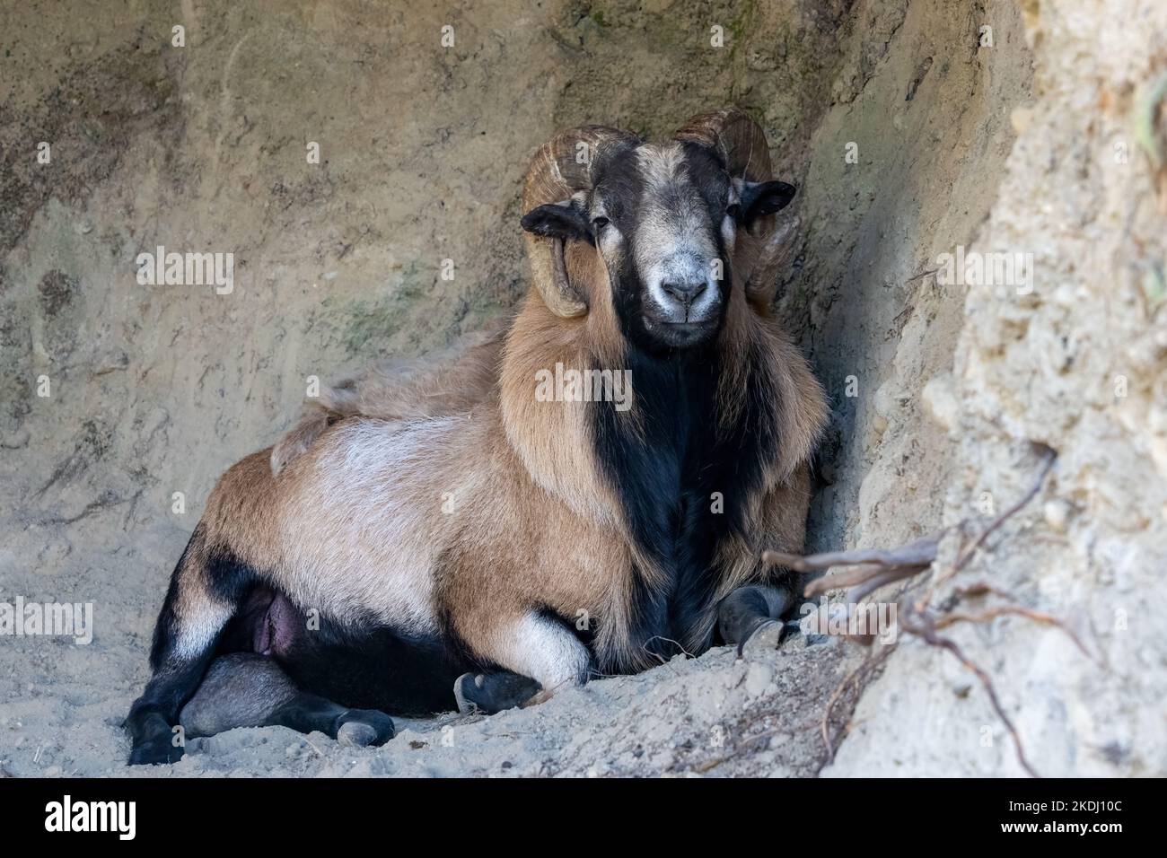 Chimacum, Washington, Stati Uniti. Ariete americano di pecora di pancia nera che riposa in una grotta poco profonda Foto Stock