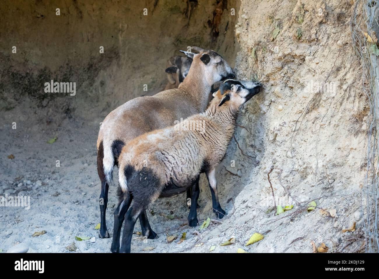 Chimacum, Washington, Stati Uniti. Arieti americani di pecora Blackbelly che leccano minerali nella parete della grotta Foto Stock