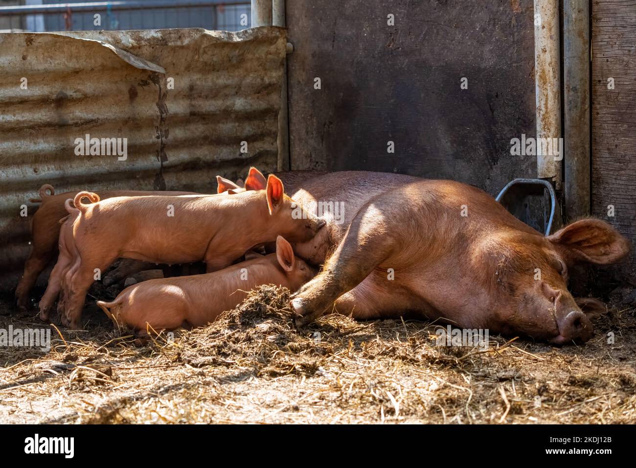 Chimacum, Washington, Stati Uniti. Tamworth Pig scrofa e suinetti che allattano Foto Stock