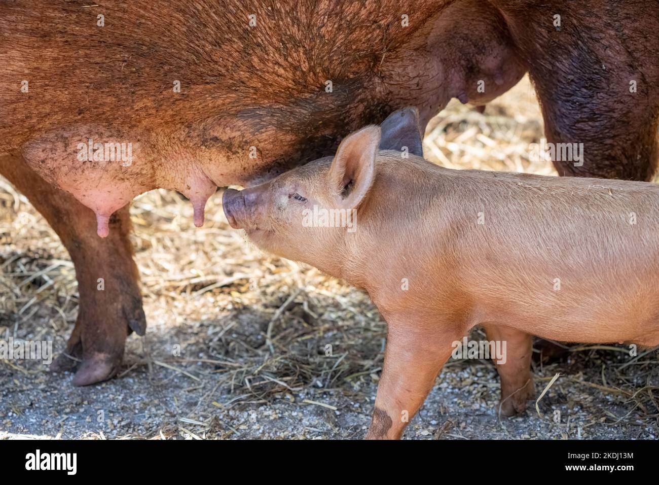 Chimacum, Washington, Stati Uniti. Tamworth Pig semola e suinetti infermieristica Foto Stock