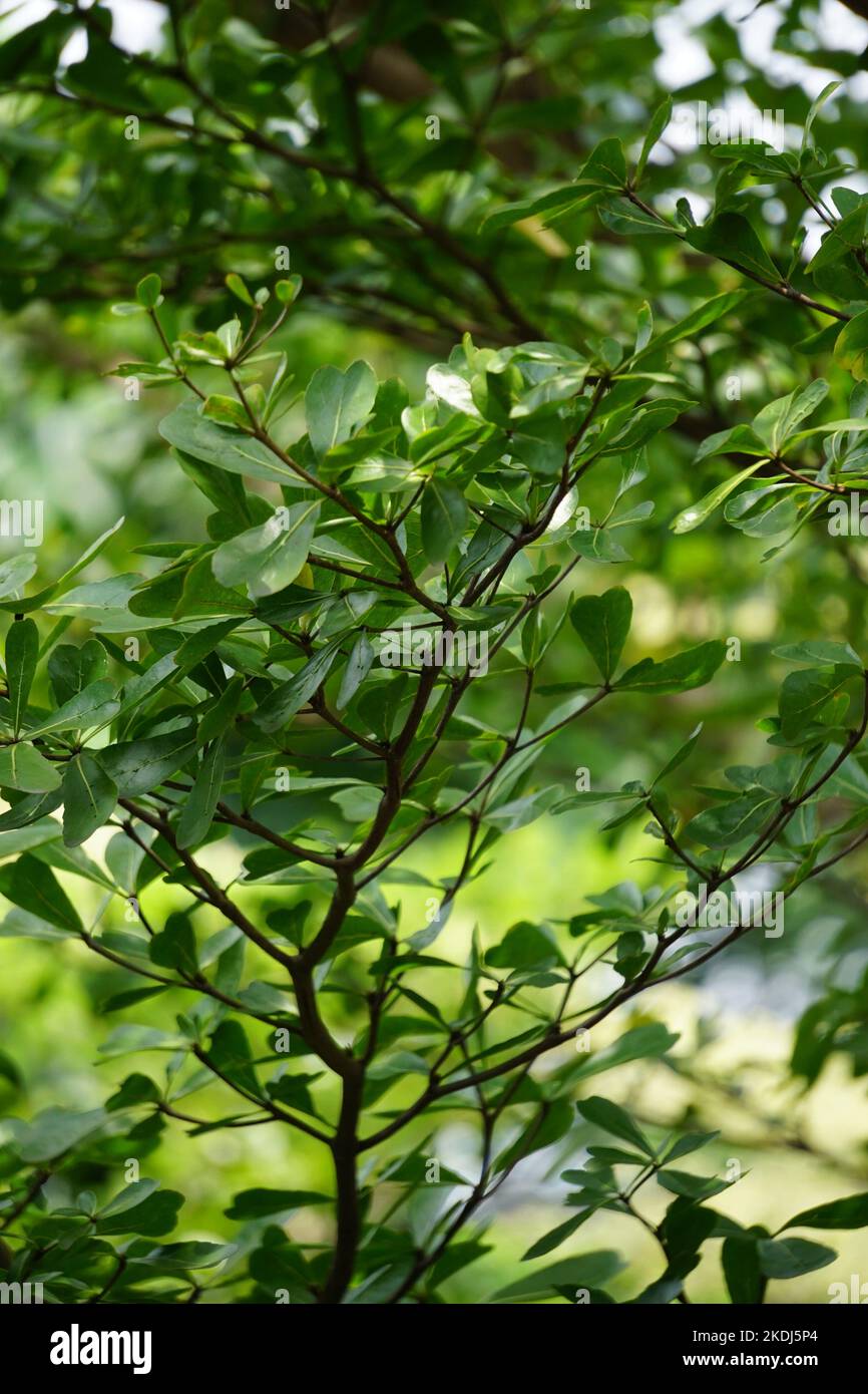 Terminalia (chiamato anche Ketapang kencana, Madagascar Almond) albero con uno sfondo naturale Foto Stock