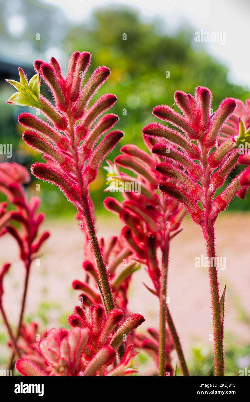 zampa di canguro ibrido fiore ibrido Foto Stock