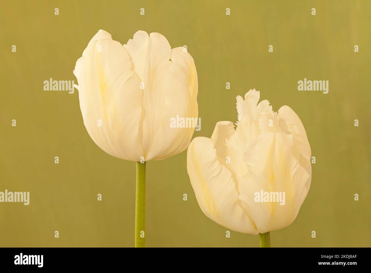 Tulipa 'Parrot Bianco', Tulip Parrot Bianco Foto Stock