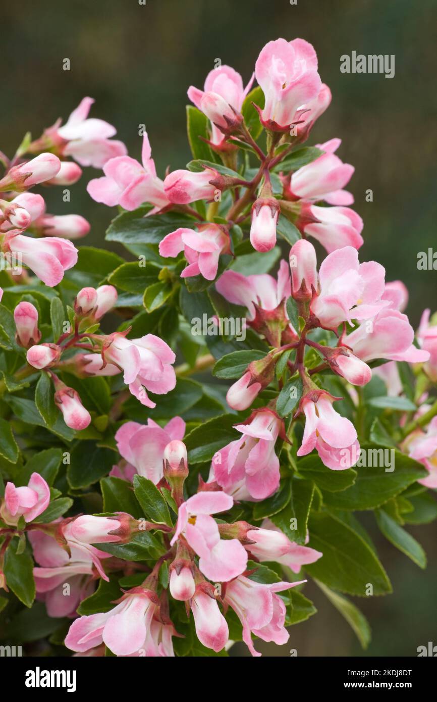 Escallonia "Apple Blossom" Foto Stock
