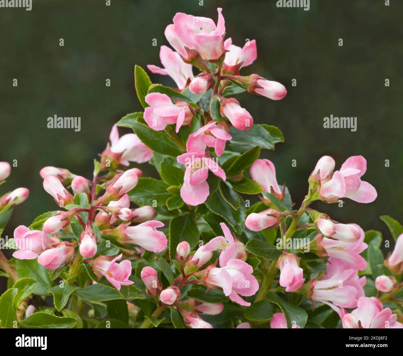 Escallonia "Apple Blossom" Foto Stock