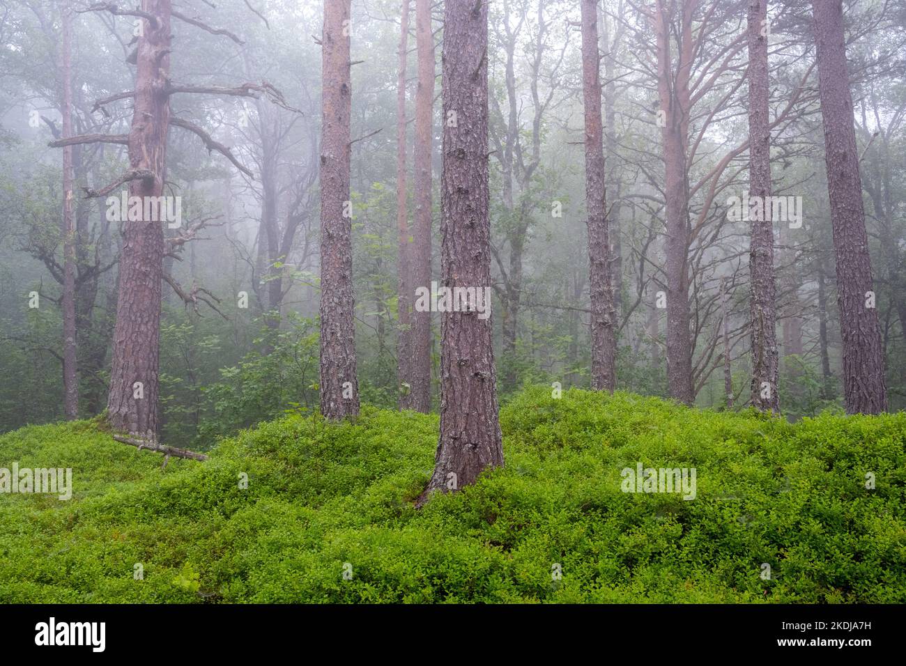 Mystic foggy pineta vista in Norvegia Foto Stock