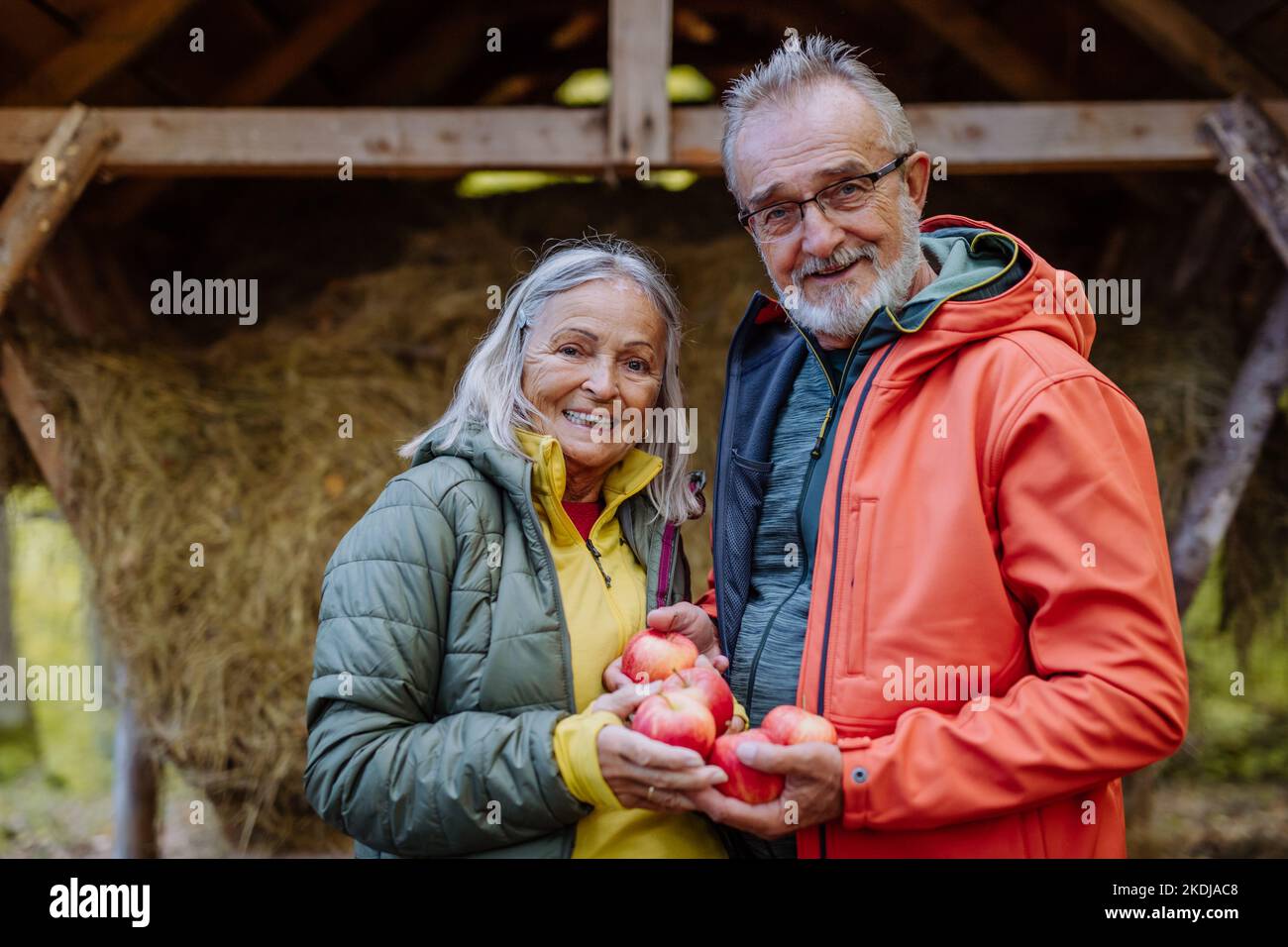 Coppia anziana che dà le mele all'alimentatore di animali di foresta. Foto Stock