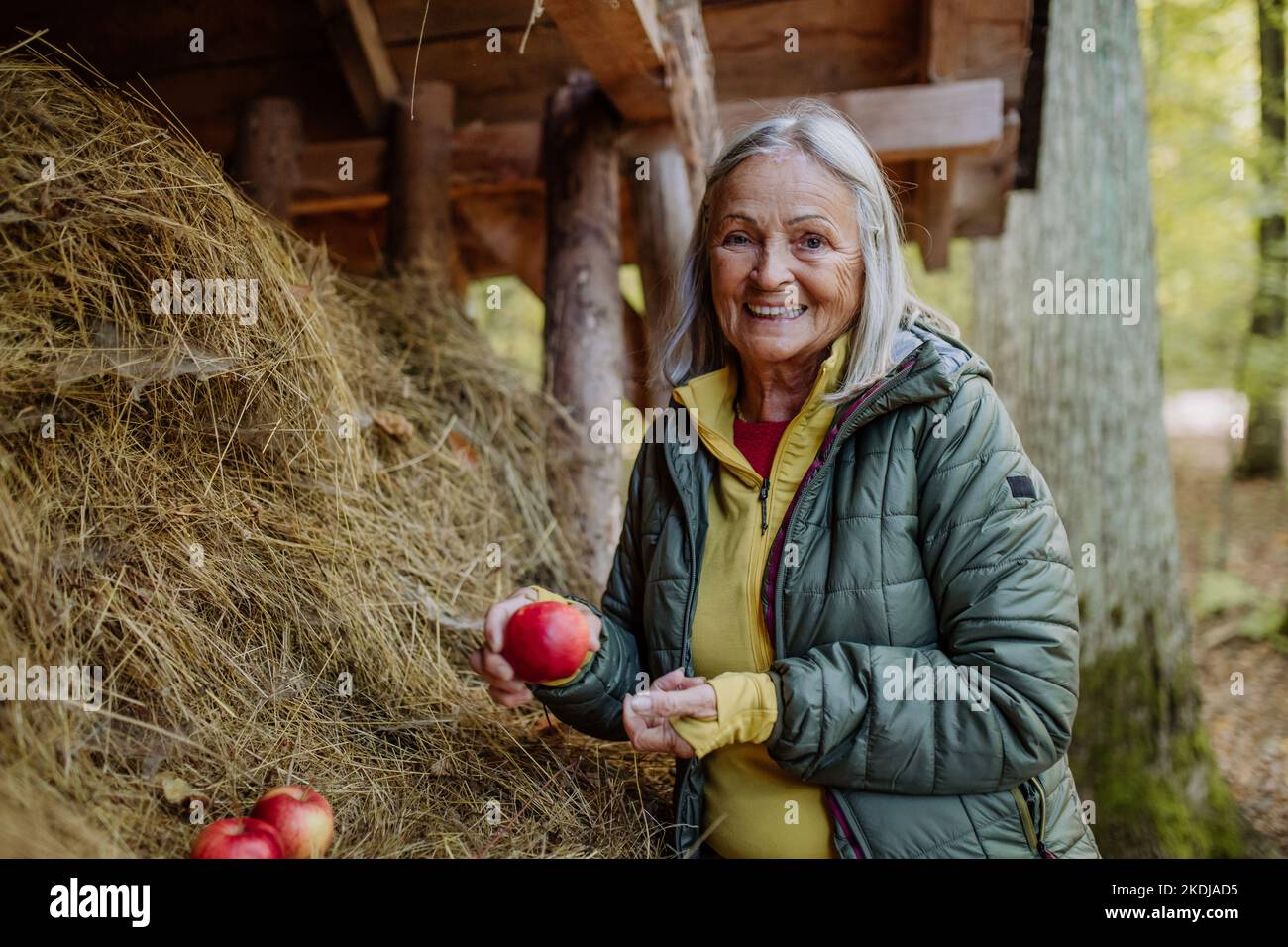 Donna anziana che dà mele a foraggio di animali di foresta. Foto Stock
