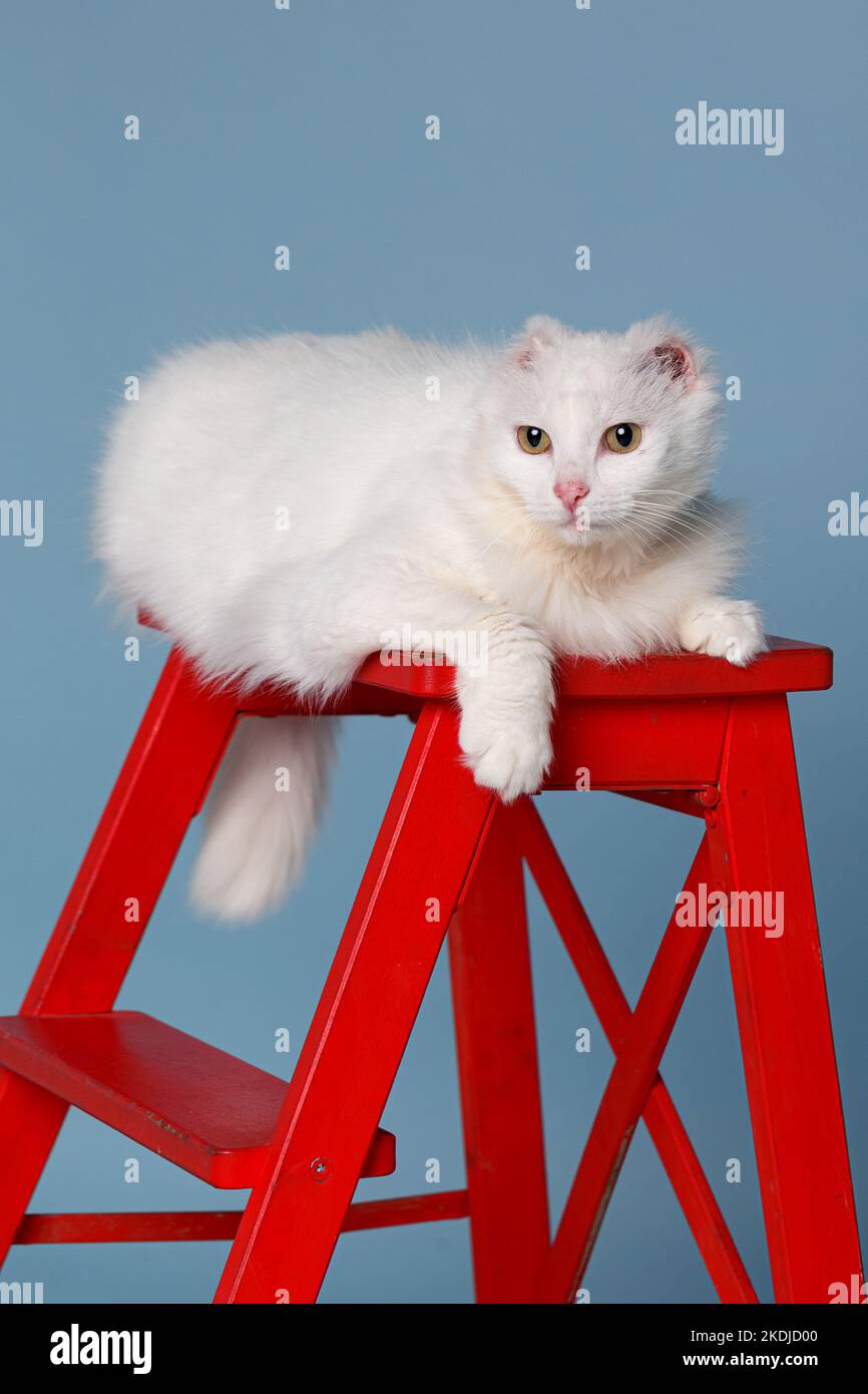 Un gatto bianco soffice è appoggiato su una scala rossa. Un gatto speciale con orecchie amputate, ha sconfitto il cancro e ha trovato una famiglia. Foto Stock