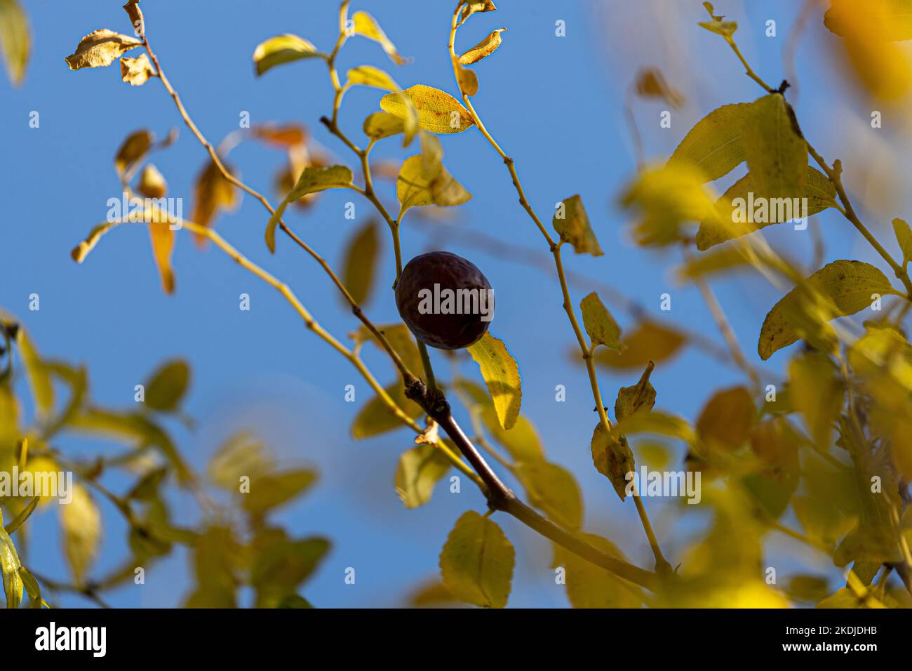 Frutta e pianta di data rossa, Ziziphus jujuba Foto Stock