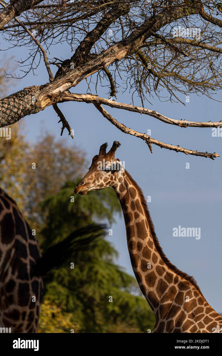 giraffa sotto un ramo di albero Foto Stock