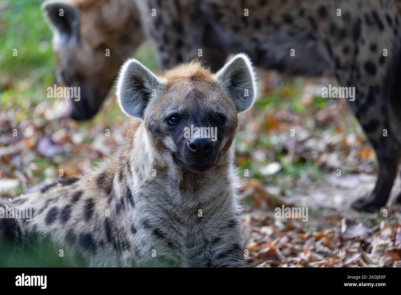 la ridente iena che giace sulle foglie cadute Foto Stock