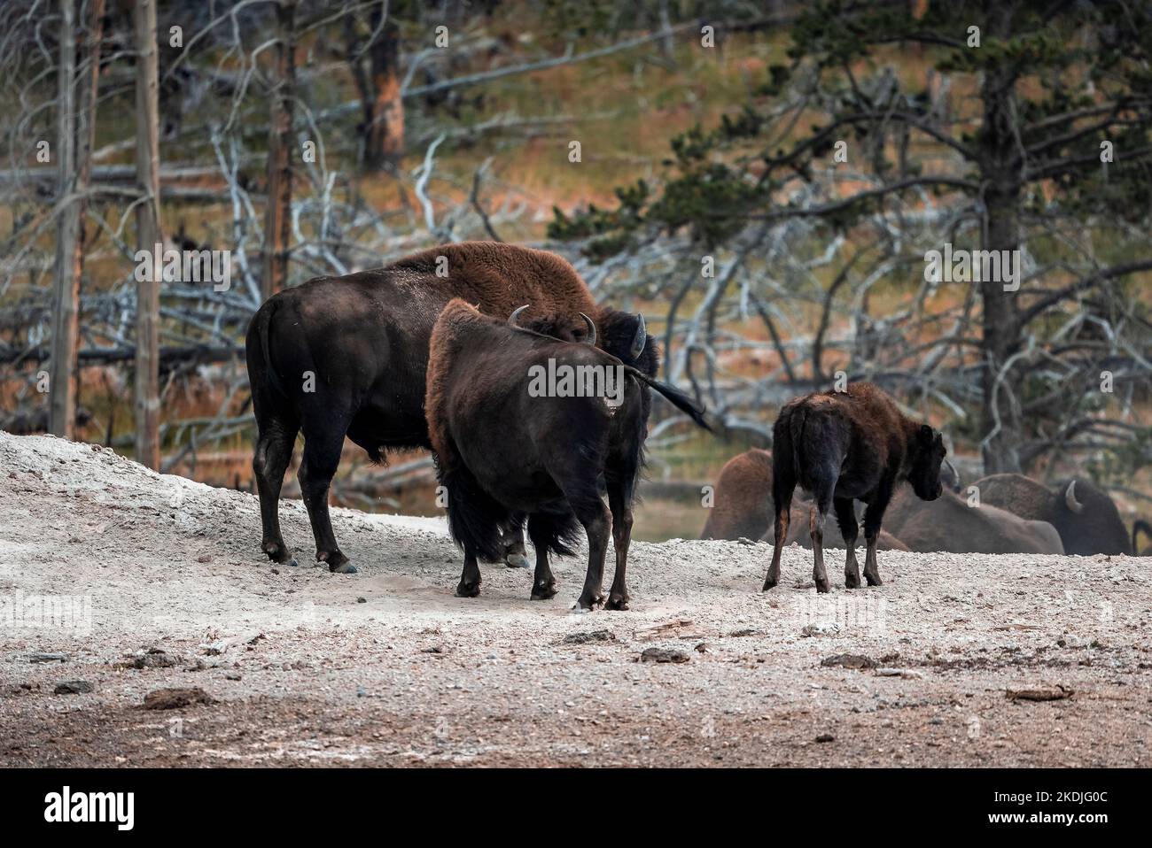 Bisoni a piedi sul paesaggio termale nella foresta contro gli alberi morti a Yellowstone Foto Stock