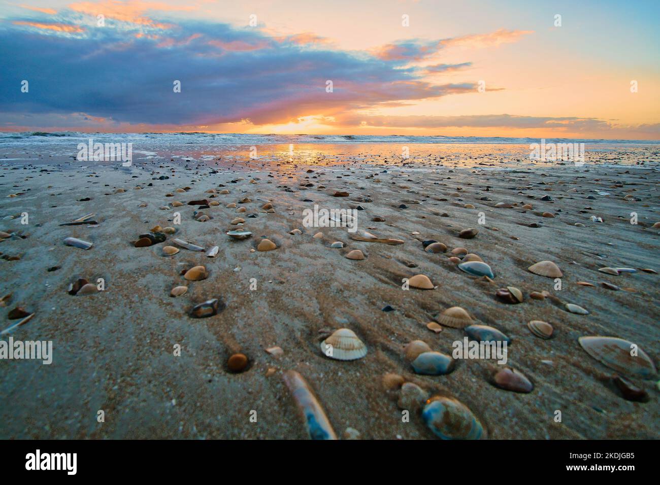 Tramonto sulla spiaggia in Danimarca. Shell in primo piano. Passeggiata sulla costa nella sabbia. Paesaggio foto sul mare Foto Stock