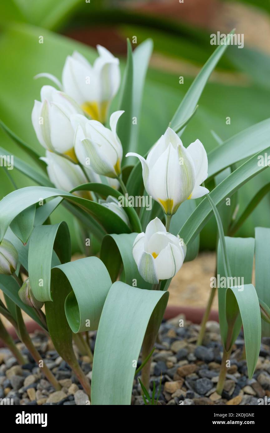 Tulipa biflora, tulipano a due fiori, Tulipa talijevii, Tulipa polychrom, bulbo perenne, petali bianchi gialli alla base, grigi ai lati inferiori Foto Stock
