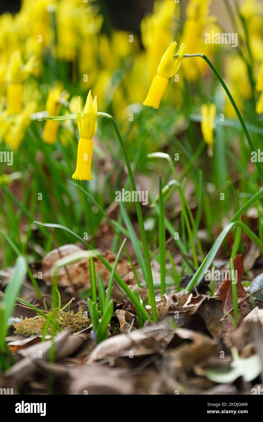 Narcissus Cyclamineus, daffodil a fiori di ciclamino, daffodil di ciclamino, fiori gialli luminosi, trombe sottili Foto Stock