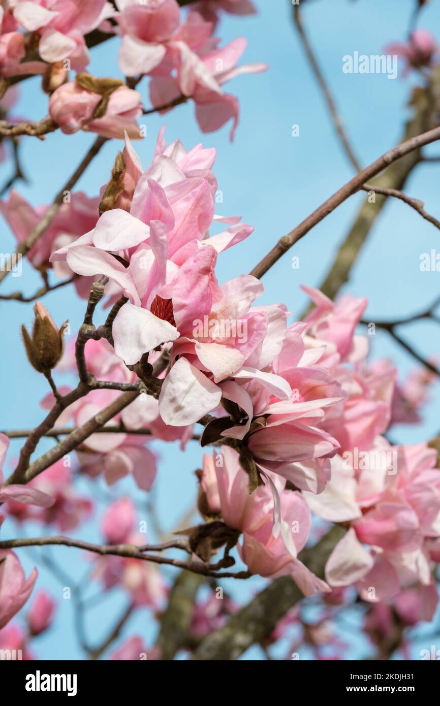 Magnolia Peter Dummer, albero deciduo con fiori rosa a forma di tulipano Foto Stock