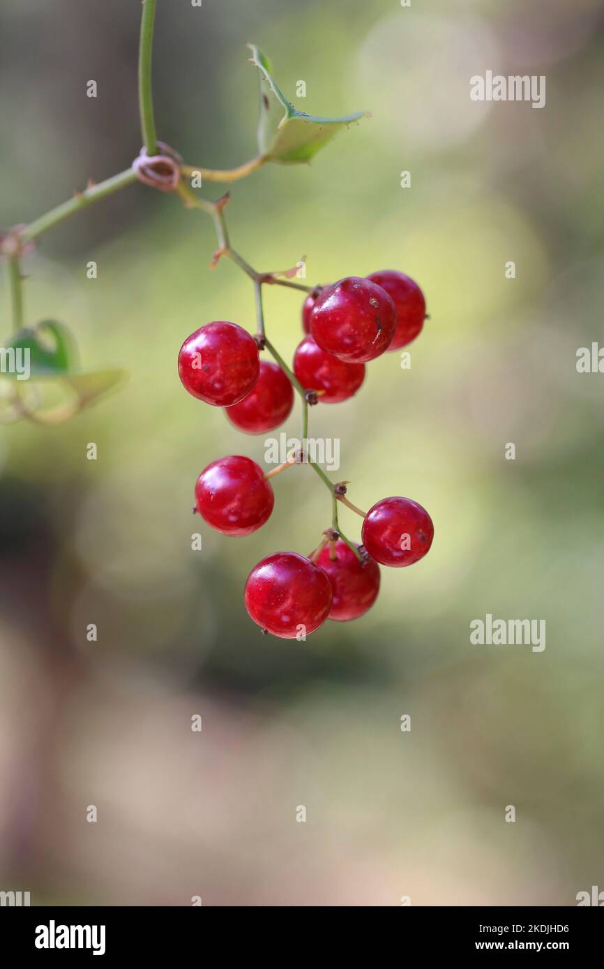 Smilax comune (Smilax aspera), frutta, Gard, Francia Foto Stock