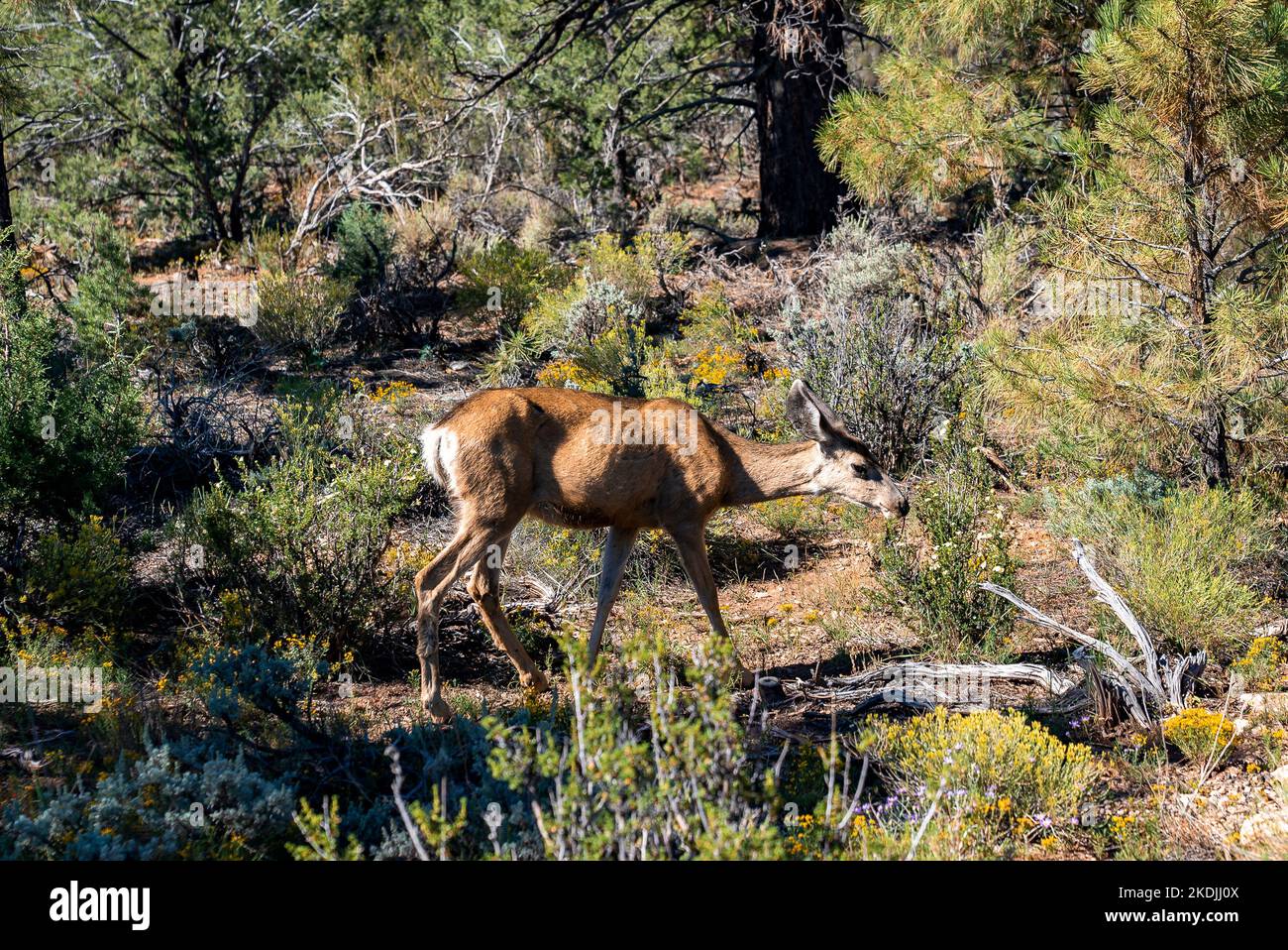 Cervi femmina che cammina tra le piante che crescono a Woodland Foto Stock