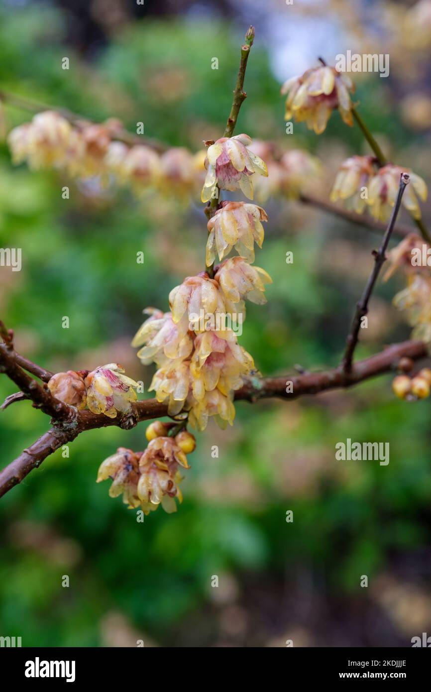 Chimonanthus praecox Grandiflorus, dolce invernale a fiore grande. Arbusto deciduo di medie dimensioni, Fiori piccoli, giallo ceroso con centro di maroon Foto Stock