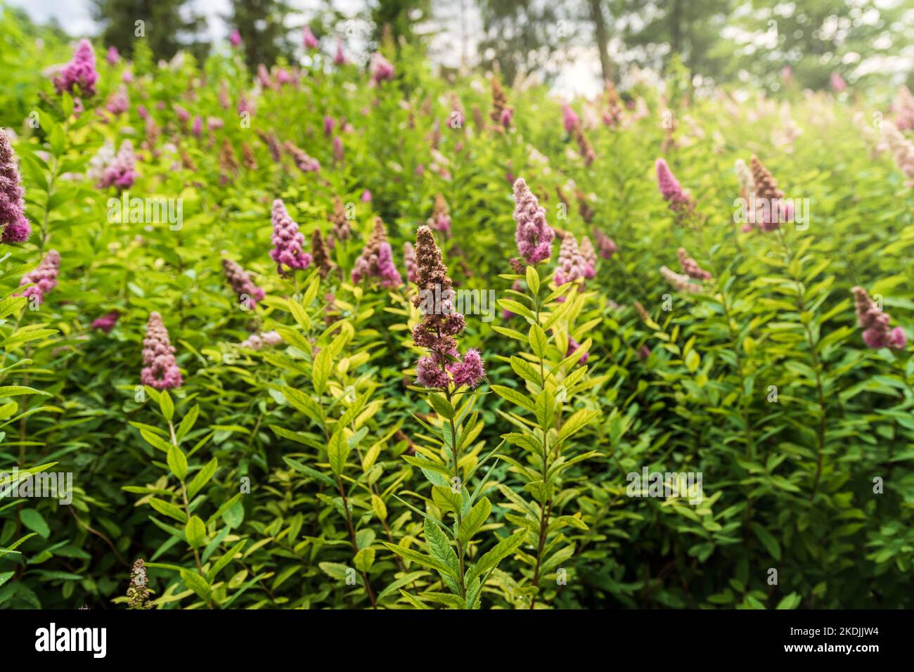 Un primo piano su un perenne nel parco. BUDDLEJA DAVIDII Foto Stock