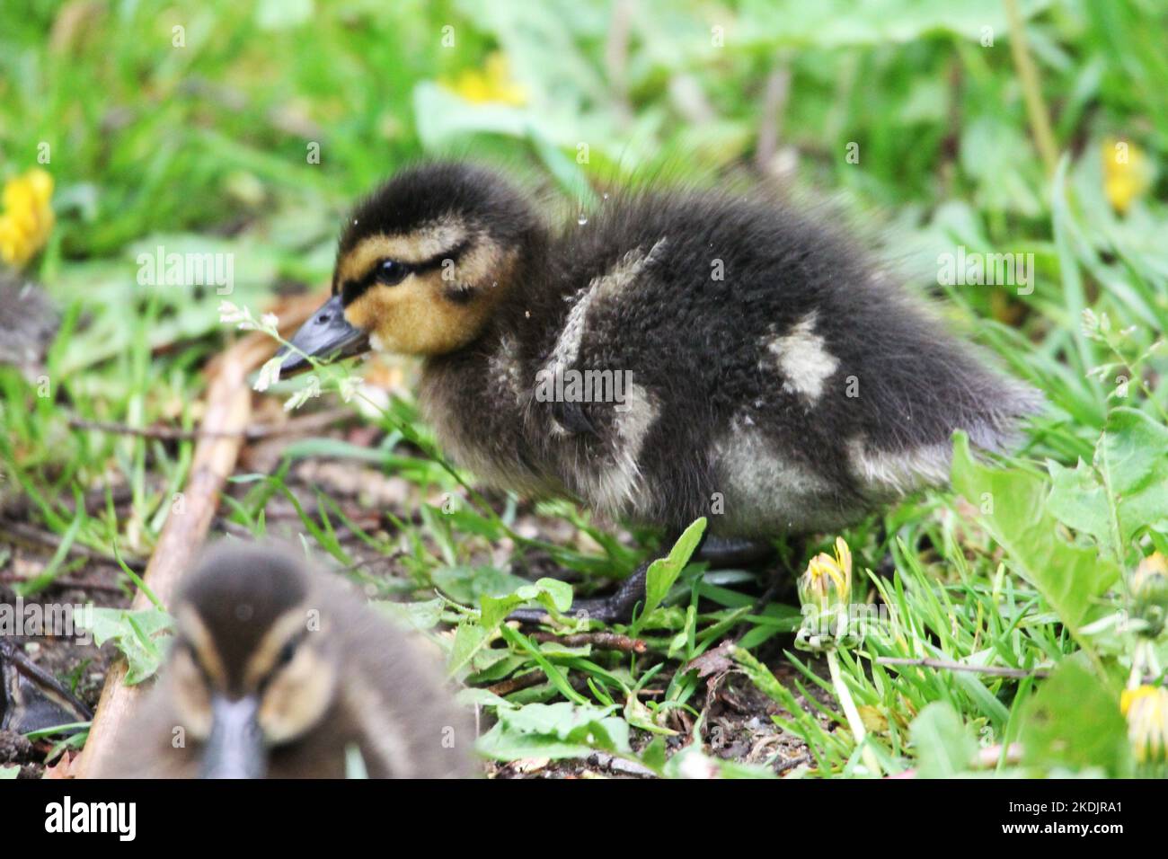 Piccola anatra pungente l'erba sulla riva del fiume Foto Stock