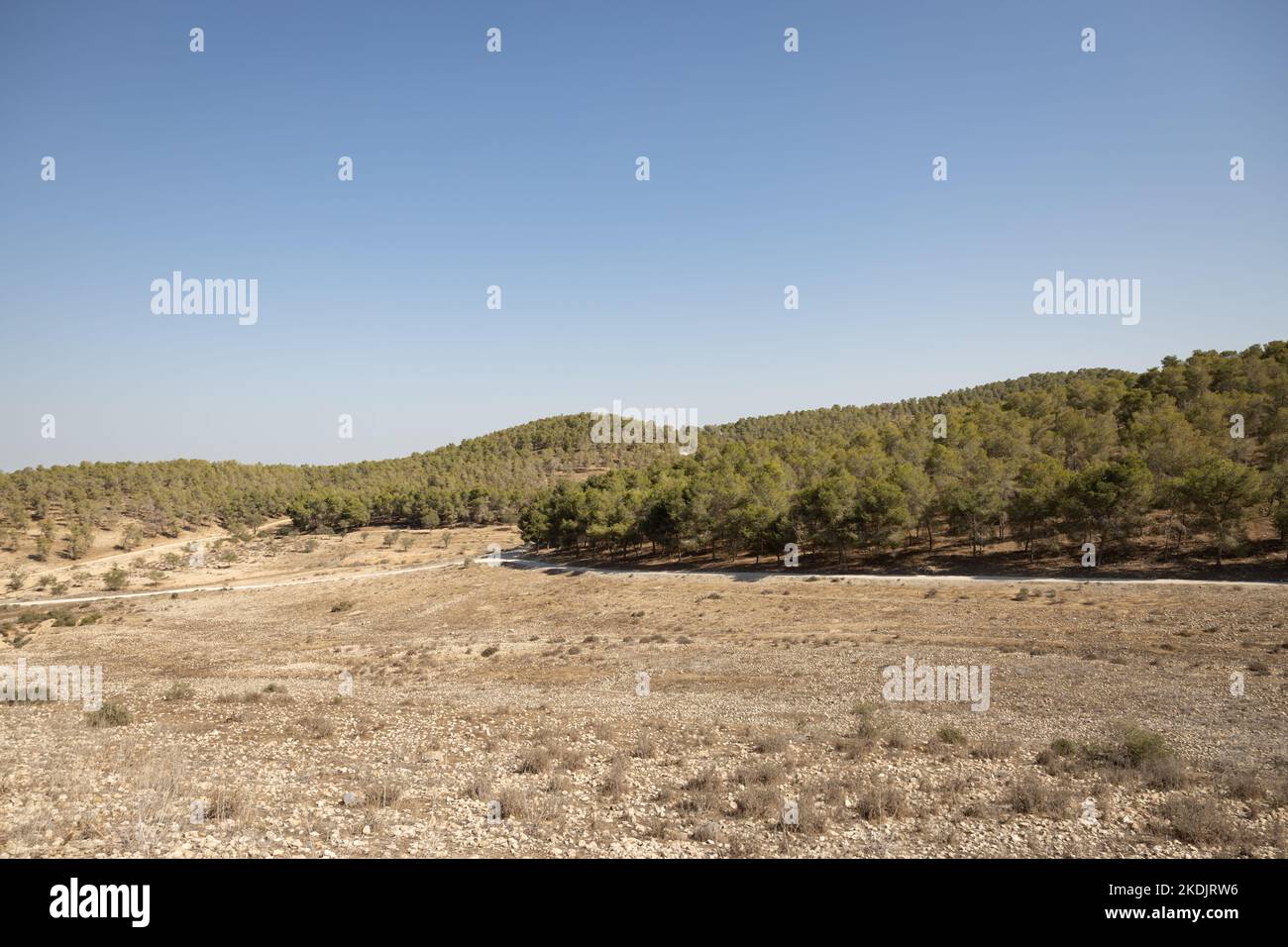 La foresta di Lahav, una foresta di pini piantati ai margini del deserto del Negev, Israele Foto Stock