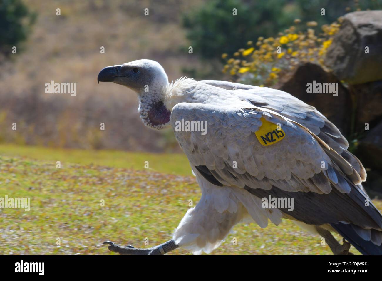 Avvoltoio di Capo Griffon nel castello del Gigante Sud Africa Foto Stock