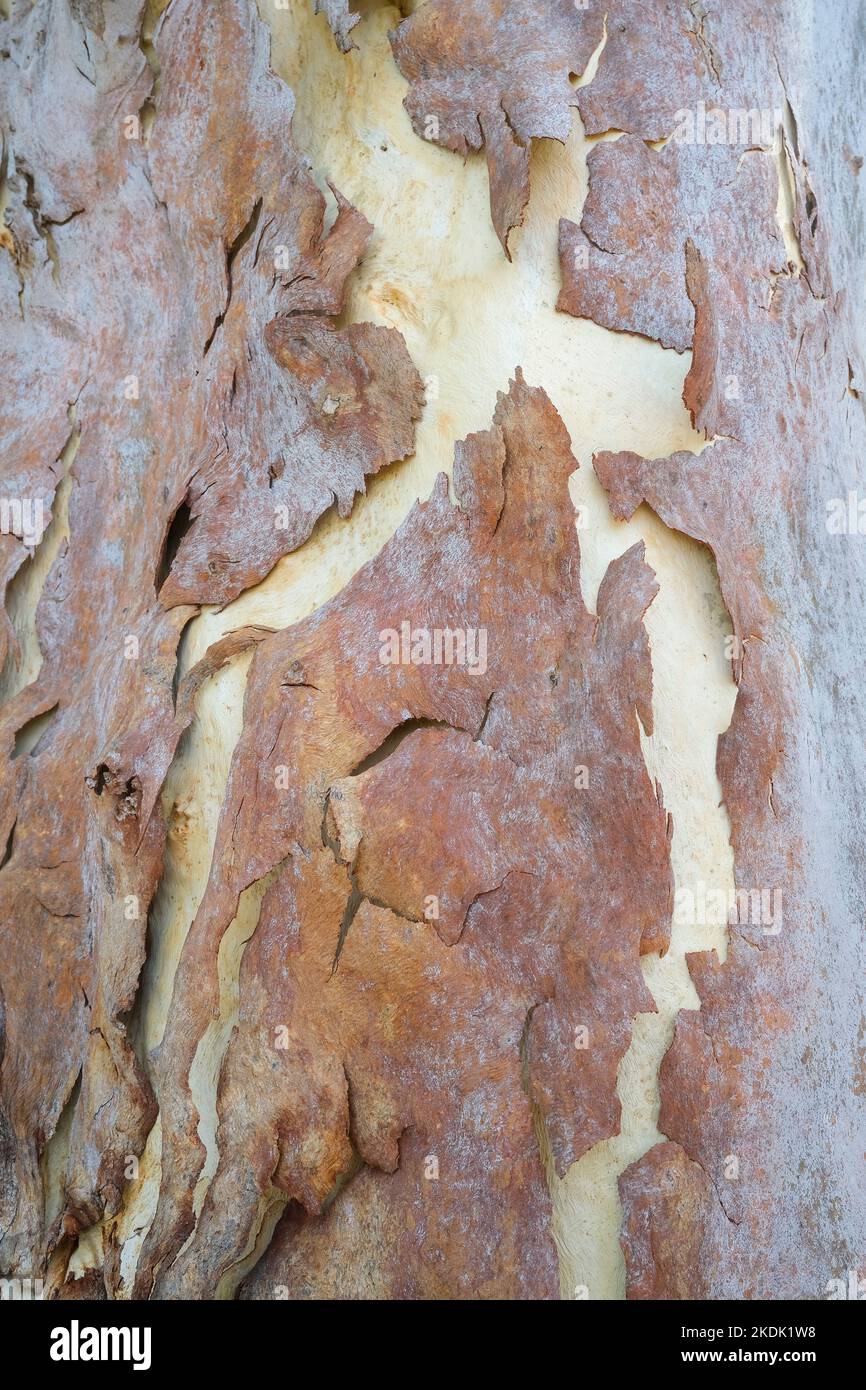 Corteccia di peeling dell'albero della gomma Foto Stock