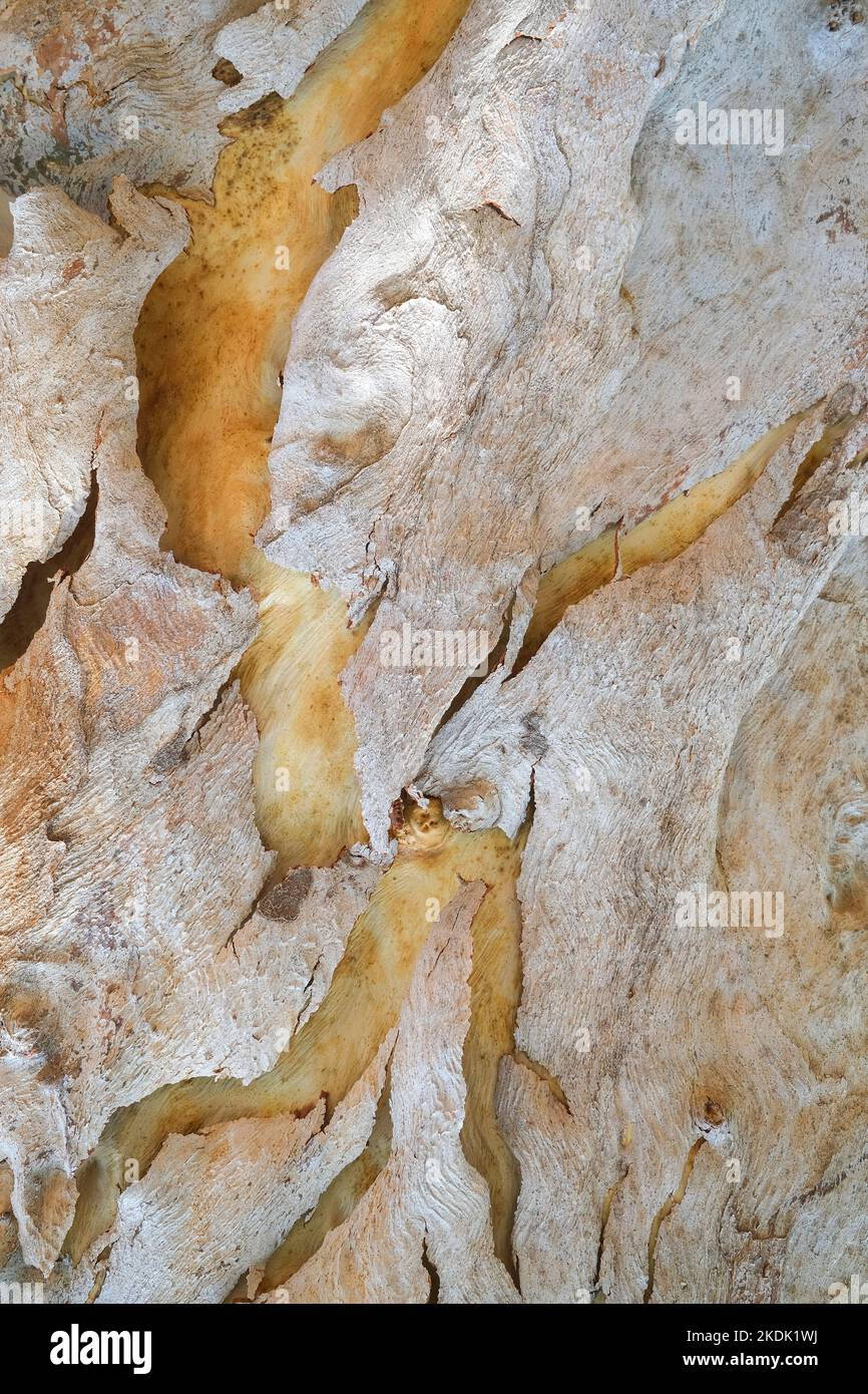 Corteccia di peeling dell'albero della gomma Foto Stock