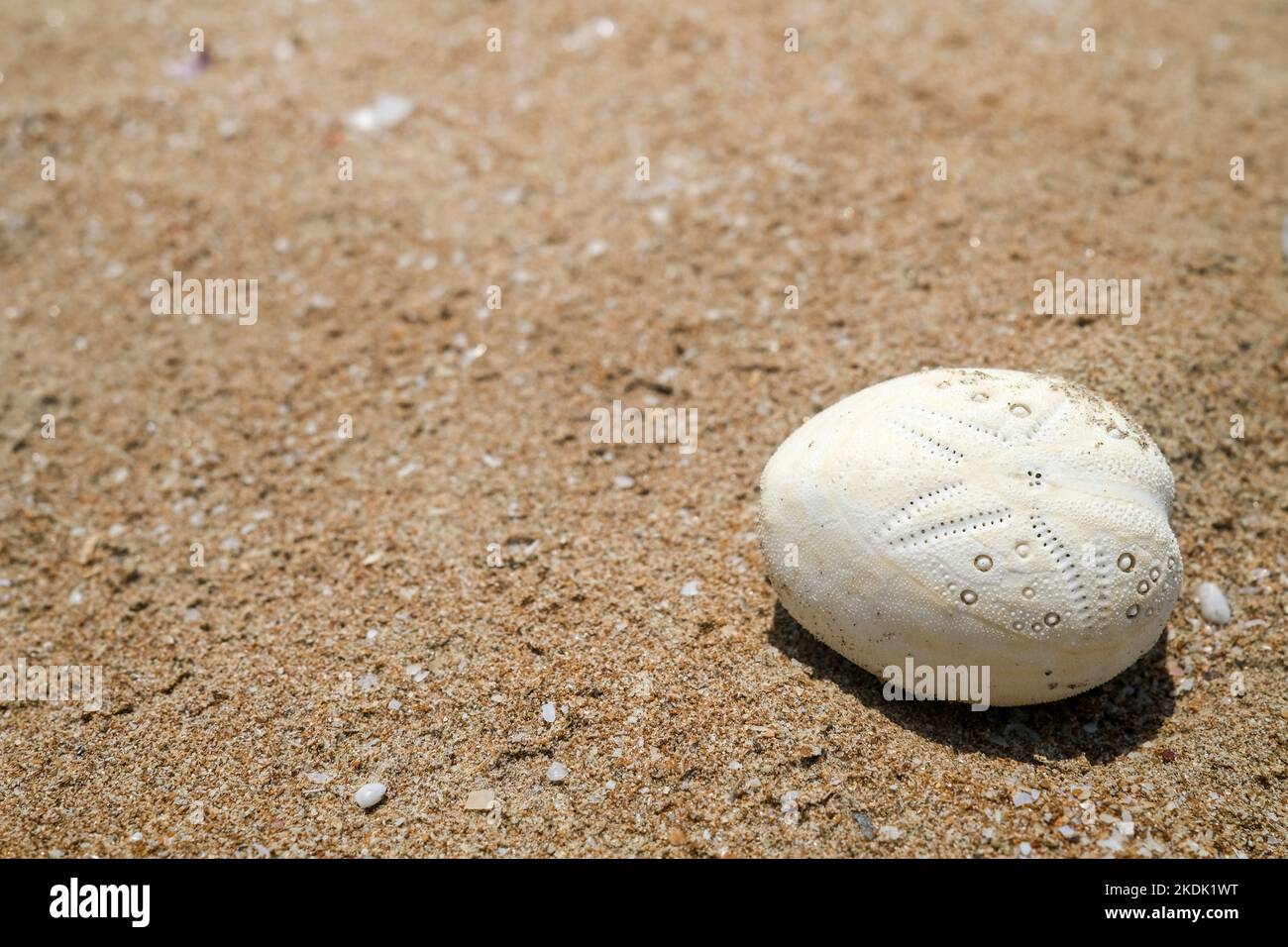 Heart Urchin Echinocardium Cordatum anche noto come test o patate di mare, sulla sabbia Foto Stock