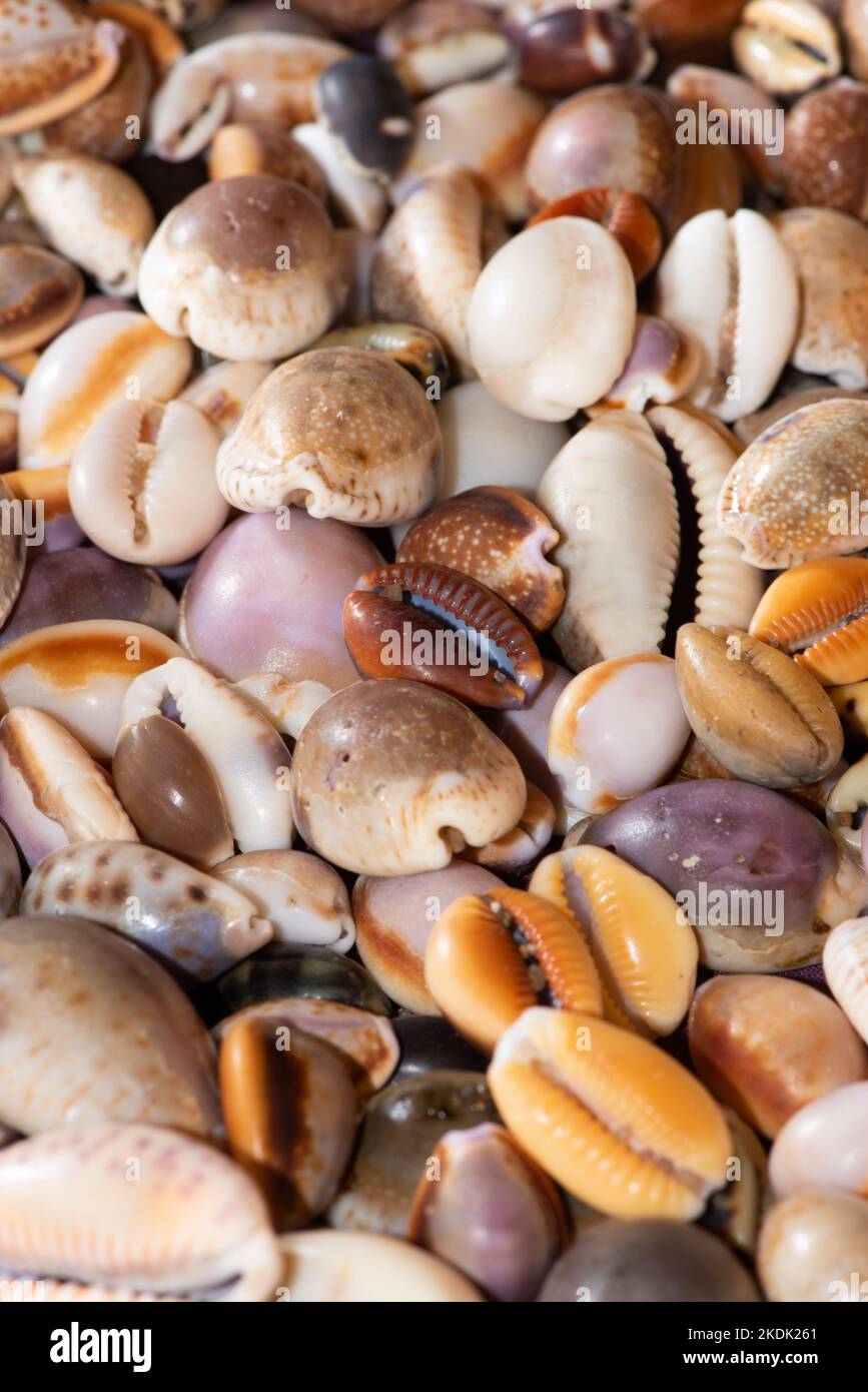 Le conchiglie di Cowrie (cypraea) raccolte dalla spiaggia fanno un'esposizione colorata e una carta da parati attraente Foto Stock