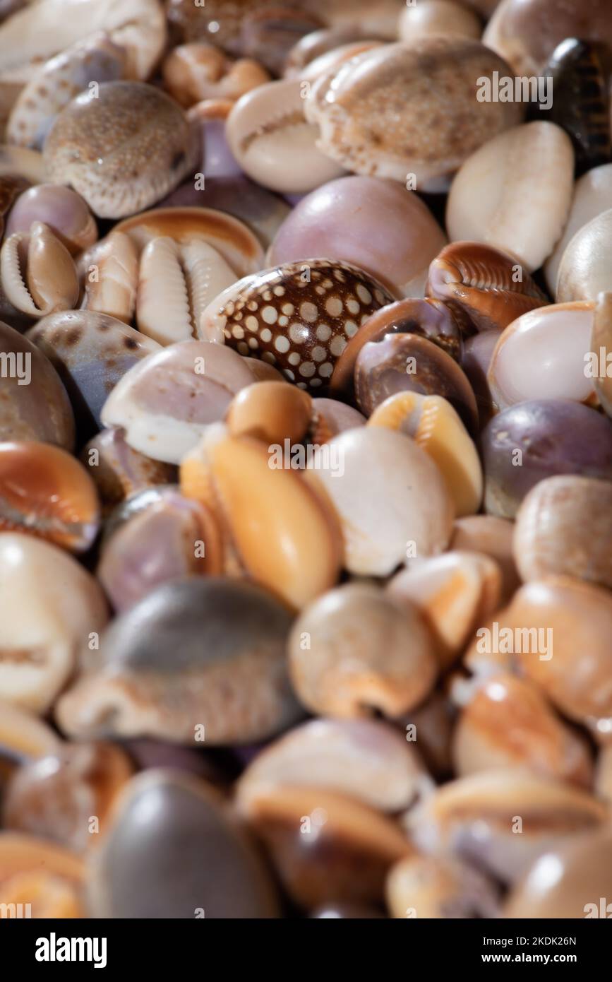 Le conchiglie di Cowrie (cypraea) raccolte dalla spiaggia fanno un'esposizione colorata e una carta da parati attraente Foto Stock