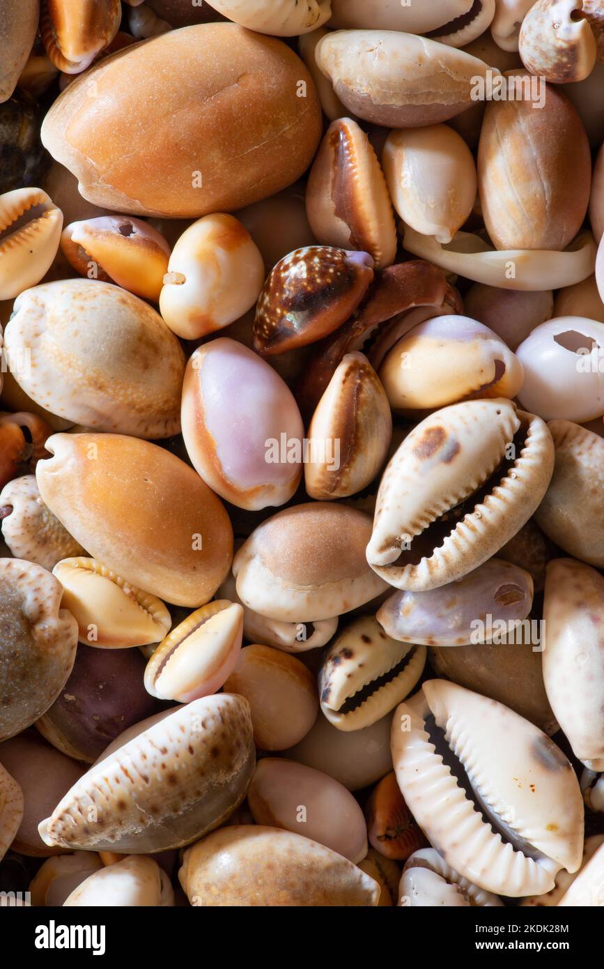 Le conchiglie di Cowrie (cypraea) raccolte dalla spiaggia fanno un'esposizione colorata e una carta da parati attraente Foto Stock