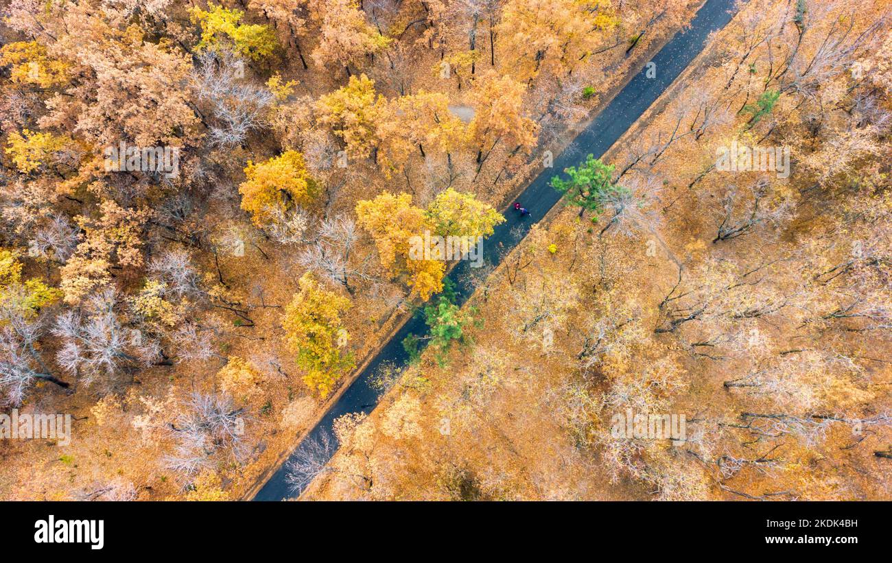 Vista aerea degli alberi del parco autunnale. Vista dall'alto del bosco deciduo dal drone pov. Scarica immagine Foto Stock