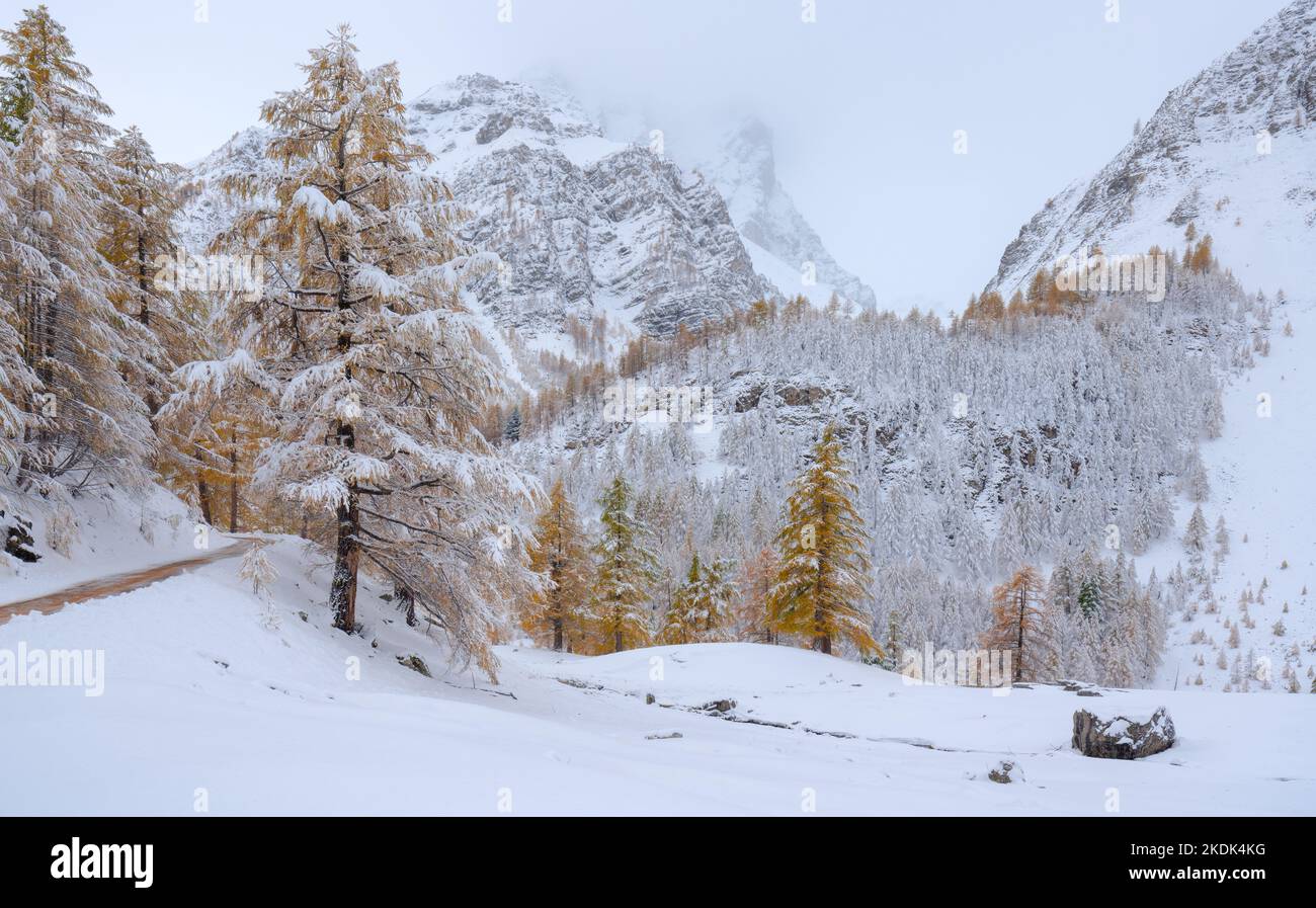 Passo del col de la Cayolle nel Parco Nazionale del Mercantour con larici ricoperti di neve. Valle di Ubaye, Alpes-de-Haute-Provence, Francia Foto Stock