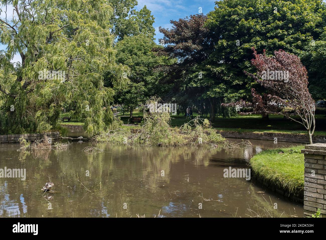 Un grande ramo di un salice Salix giacente in uno stagno dopo venti alti in Trenance Gardens a Newquay in Cornovaglia in Inghilterra nel Regno Unito. Foto Stock