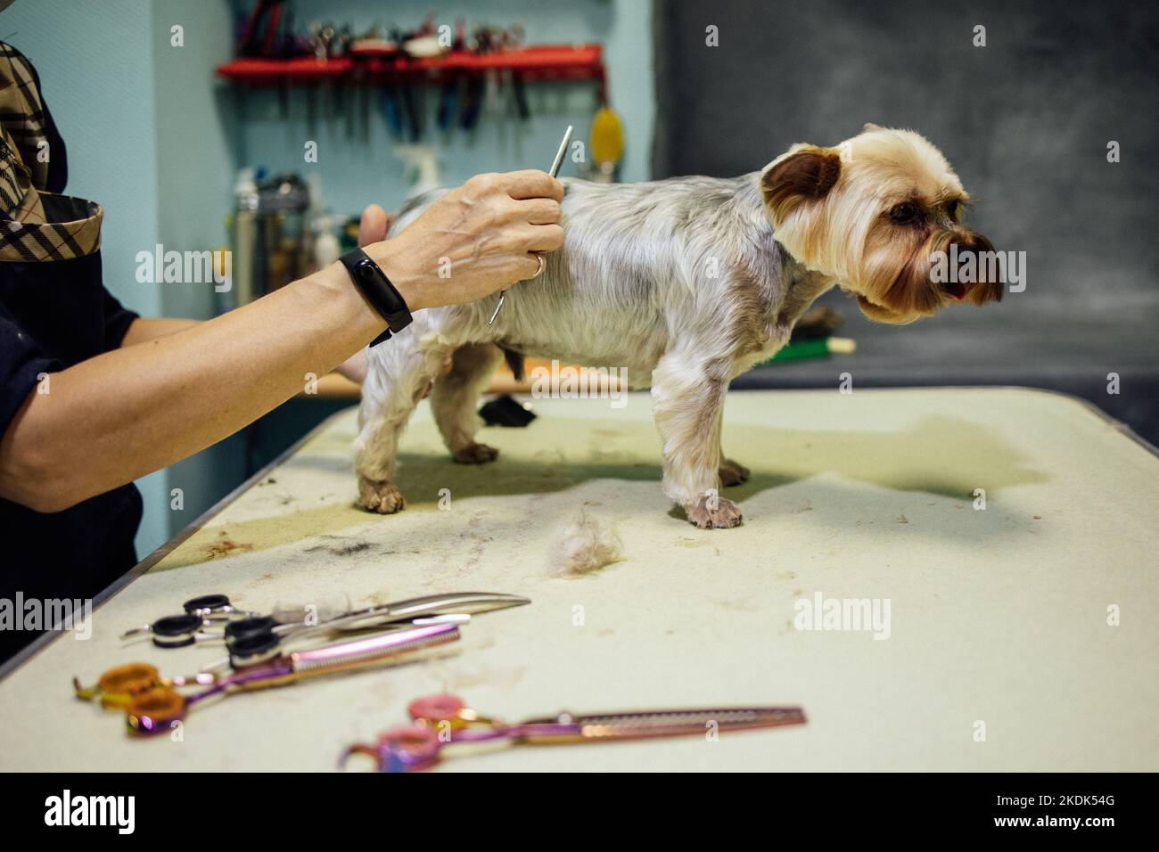 Donna groomer che taglia e pettina il cane al salone di grooming. Concetto di cura professionale degli animali domestici. Foto di alta qualità Foto Stock
