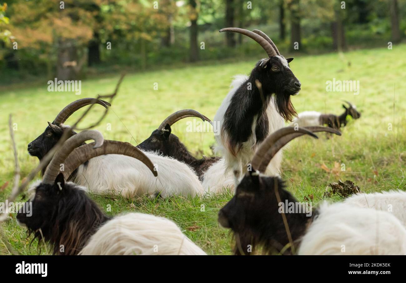 Bagot capre, Levens Deer Park, Kendal, Cumbria, Regno Unito Foto Stock