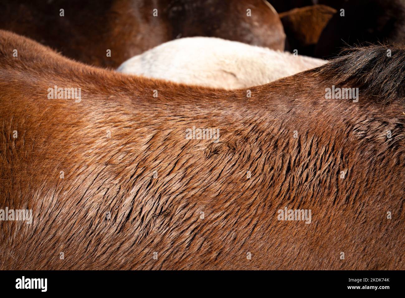 Modello di pelliccia dei cavalli (pelle animale, primo piano) Foto Stock