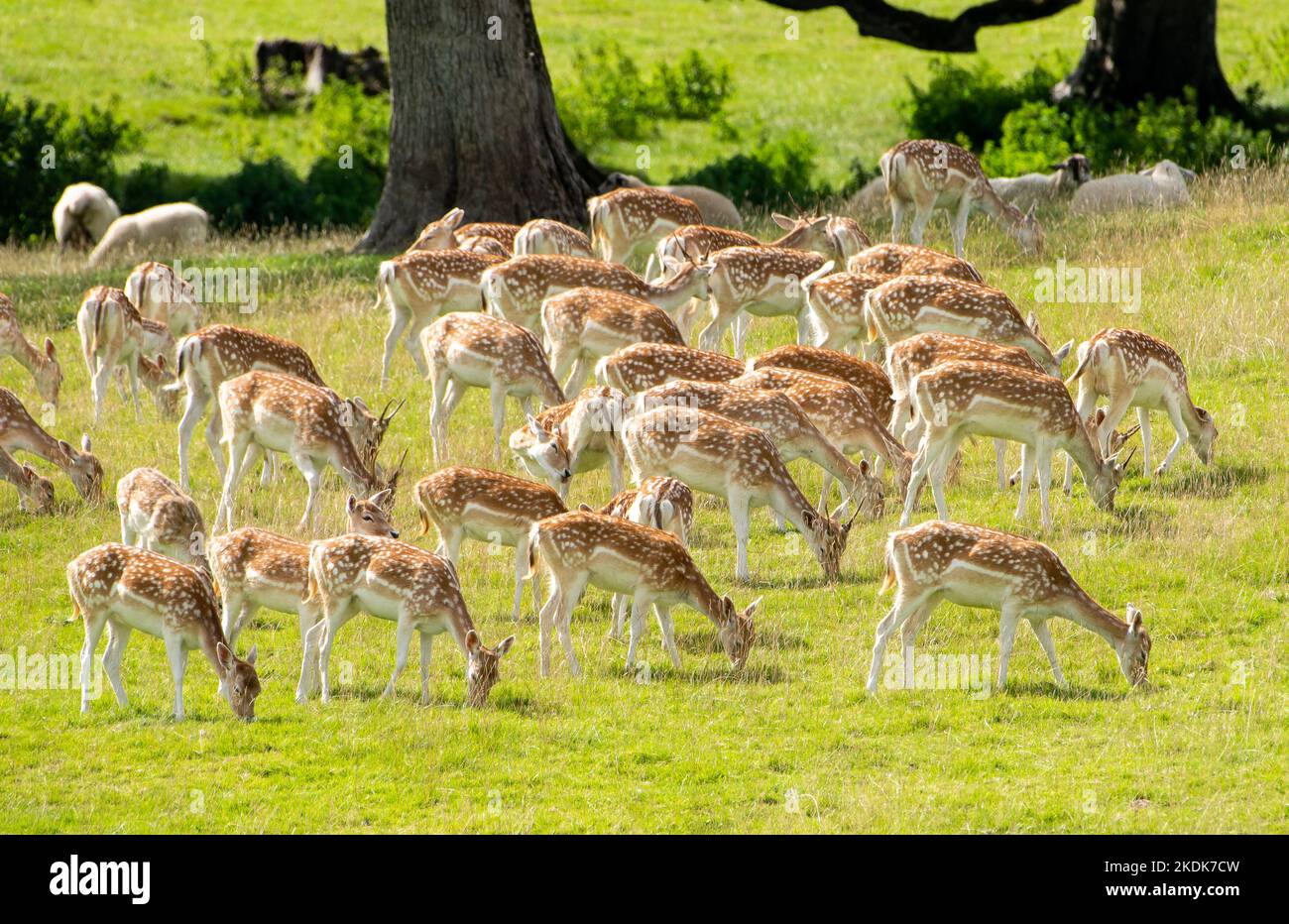 Cervo, Milnthorpe, Cumbria, Regno Unito. Foto Stock