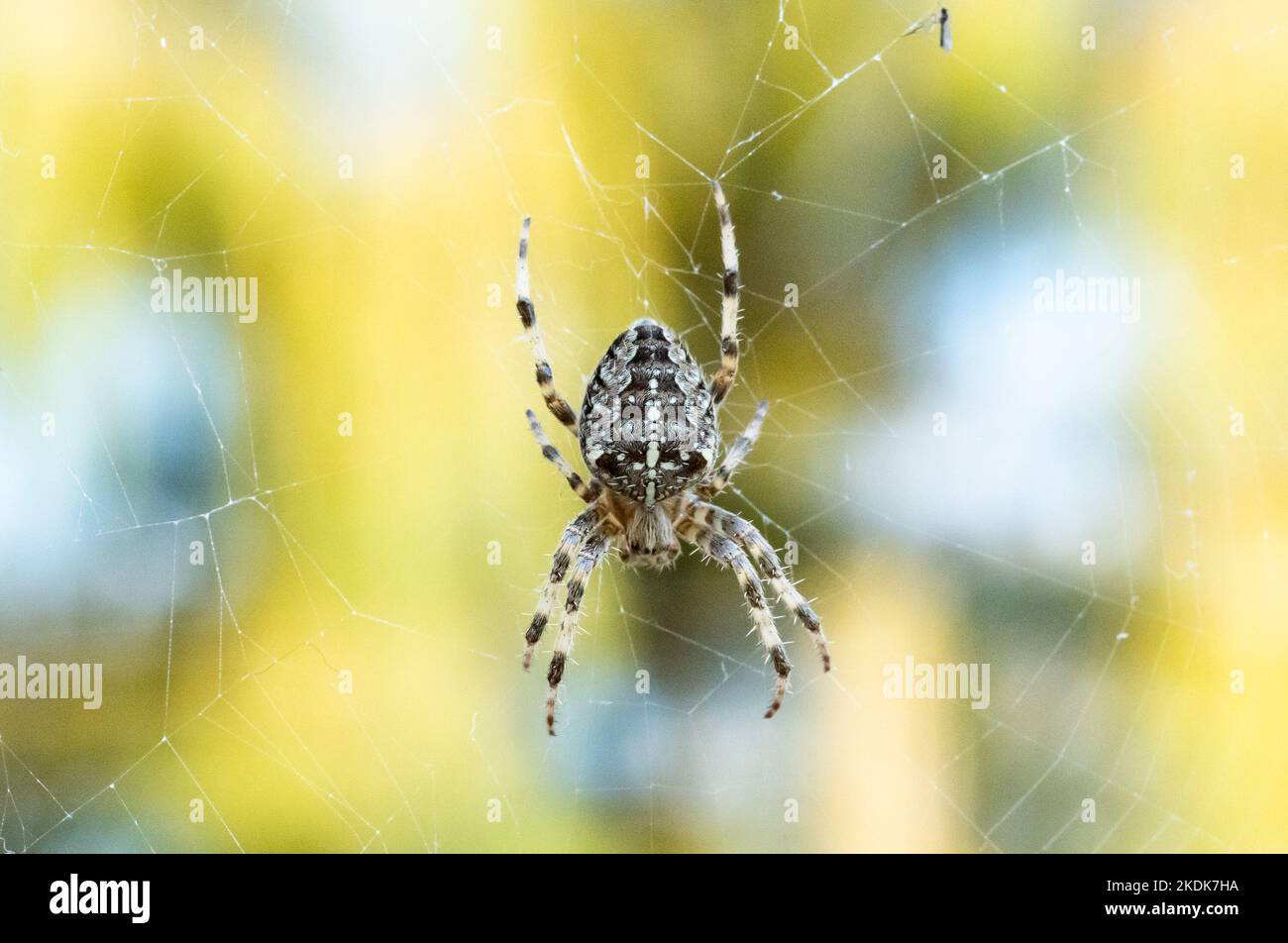 Un ragno di Orb di Garden Cross in un giardino, Hanbury, Burton-on-Trent, Staffordshire Foto Stock