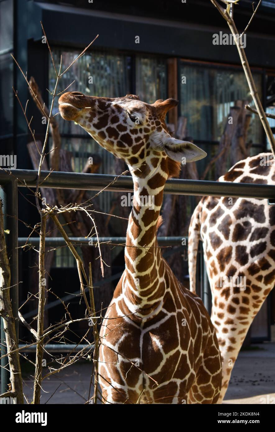 Una giraffa mangia Foto Stock