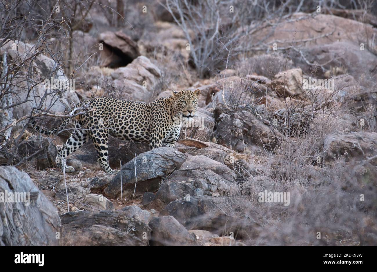 Un grande leopardo maschio (Panthera pardus) che fa uso di terreno roccioso per occultamento Foto Stock