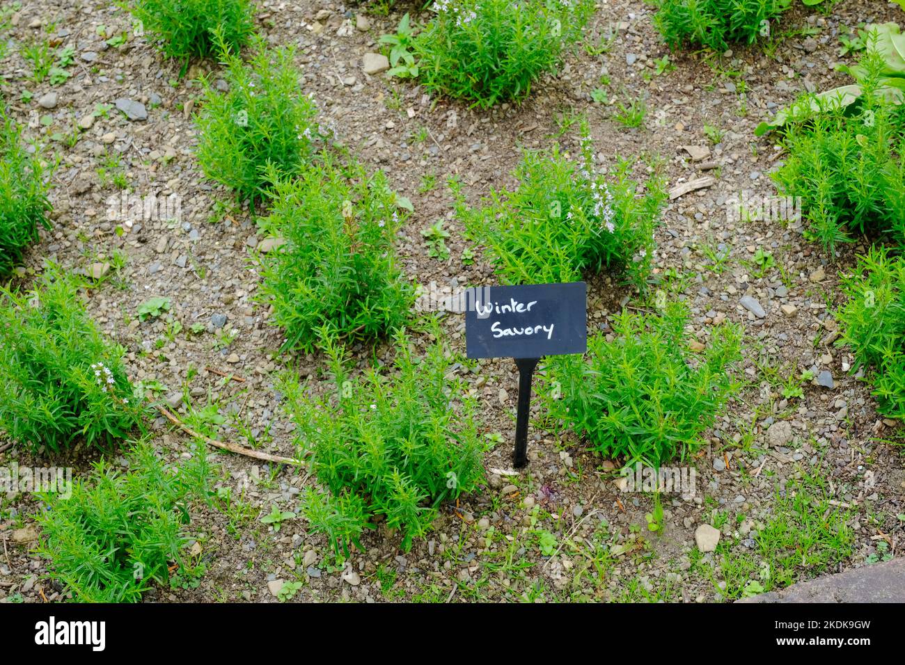 Inverno salato crescere in un giardino di erbe - John Gollop Foto Stock