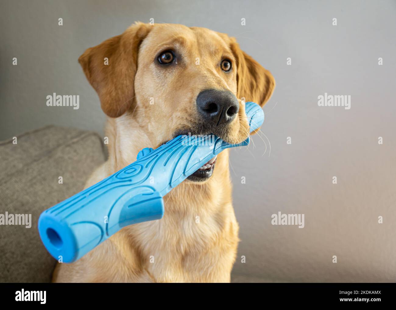 Labrador Retriever cane seduto con un osso di gomma blu in bocca, fuoco selettivo. Foto Stock