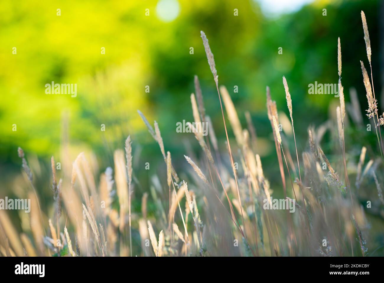 Vista in basso livello delle erbe in un giardino di campagna inglese in estate con luce del sole serale Foto Stock
