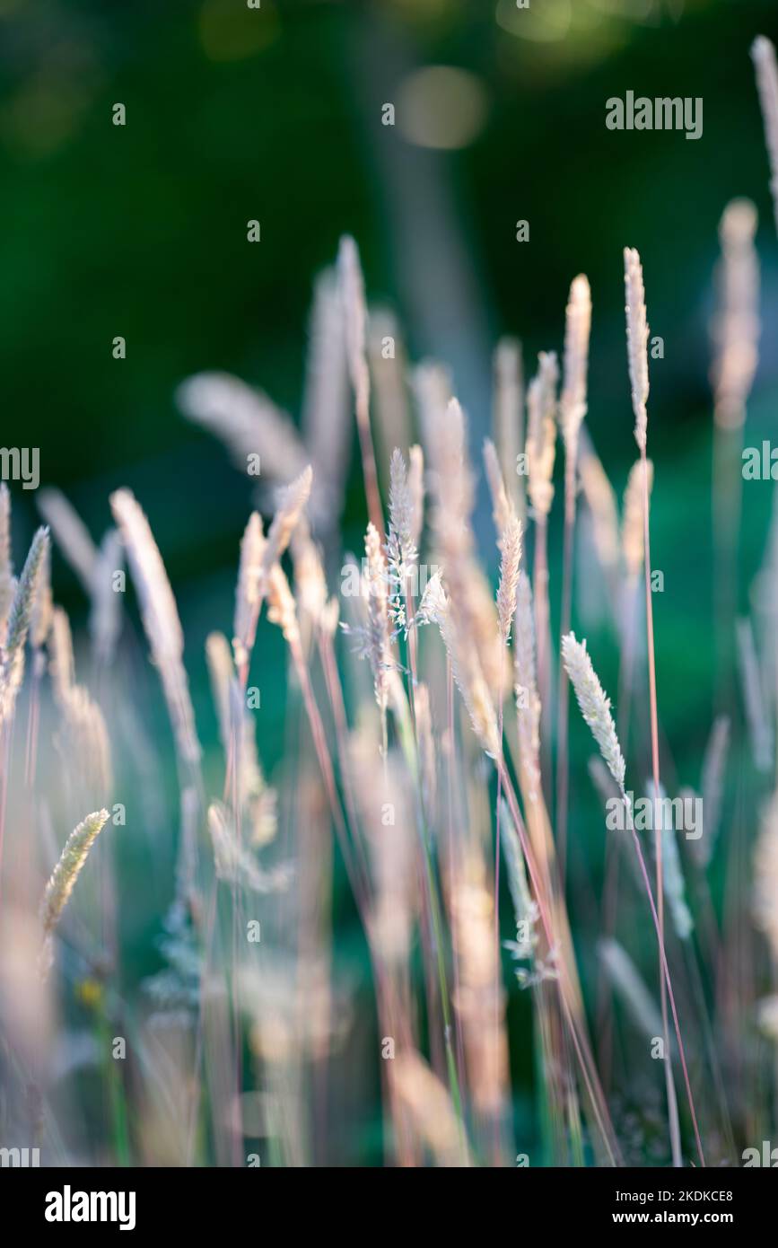 Vista in basso livello delle erbe in un giardino di campagna inglese in estate con luce del sole serale Foto Stock